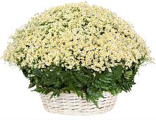 Цветочная композиция из Ромашки в корзине #REPLACE_PRED# Горном Забайкальского края